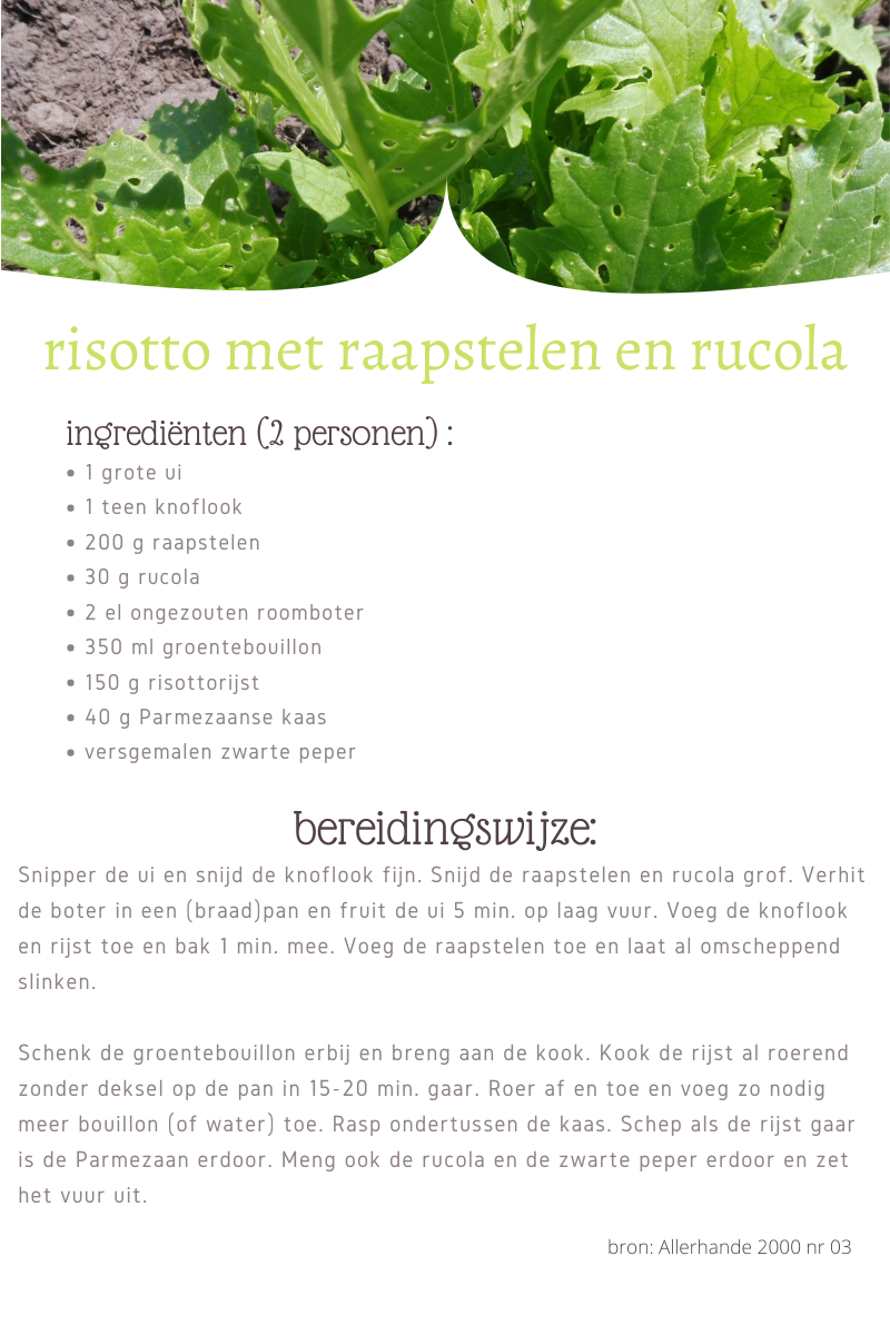 risotto met raapstelen en rucola